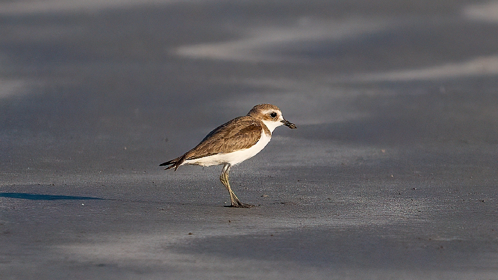 Greater Sand Plover